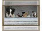 Shetland Sheepdog PUPPY FOR SALE ADN-775971 - AKC purebred Sheltie puppies
