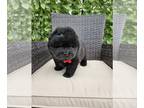 Chow Chow PUPPY FOR SALE ADN-775968 - AMERICAN CHOW CHOW