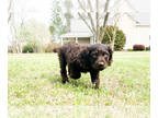 Boykin Spaniel PUPPY FOR SALE ADN-775965 - Annie