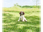 English Springer Spaniel PUPPY FOR SALE ADN-775962 - Birdie