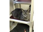 Adopt Earl GrAy aka Pappa John a Domestic Short Hair