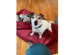 Adopt Chico a Jack Russell Terrier