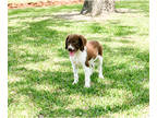 Brittany PUPPY FOR SALE ADN-775944 - Delta