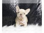 French Bulldog PUPPY FOR SALE ADN-775922 - Vera AKC