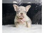 French Bulldog PUPPY FOR SALE ADN-775915 - Diamond AKC