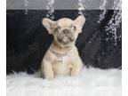 French Bulldog PUPPY FOR SALE ADN-775913 - Thunder AKC