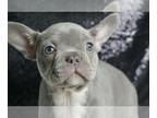 French Bulldog PUPPY FOR SALE ADN-775904 - Steevie AKC