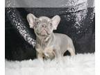 French Bulldog PUPPY FOR SALE ADN-775903 - Beanie AKC