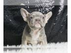 French Bulldog PUPPY FOR SALE ADN-775897 - Binkey AKC