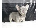 French Bulldog PUPPY FOR SALE ADN-775895 - Handsome AKC