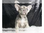 French Bulldog PUPPY FOR SALE ADN-775893 - Twitter AKC