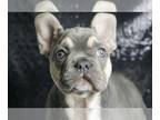 French Bulldog PUPPY FOR SALE ADN-775891 - Rusty AKC