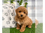 Cavapoo PUPPY FOR SALE ADN-775886 - Paxton