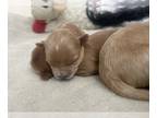Maltipoo PUPPY FOR SALE ADN-775880 - Beautiful F2 Maltipoo puppies