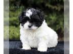 Zuchon PUPPY FOR SALE ADN-775876 - F1 Shichon