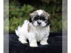 Zuchon PUPPY FOR SALE ADN-775874 - F1 Shichon