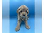 Goldendoodle (Miniature) PUPPY FOR SALE ADN-775859 - Mini Goldendoodle