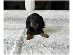 Dachshund PUPPY FOR SALE ADN-775855 - Dachshund Puppy