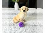 Golden Retriever PUPPY FOR SALE ADN-775854 - Golden Retriever Puppy