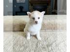 Pomsky PUPPY FOR SALE ADN-775840 - Pomsky Puppy