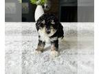 Poovanese PUPPY FOR SALE ADN-775836 - Havapoo Puppy