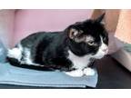 Adopt Edgar - KBC a Domestic Short Hair