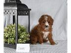 Poodle (Miniature) PUPPY FOR SALE ADN-775797 - AKC Mini Poodle For Sale