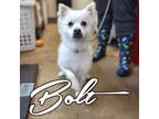 Adopt Bolt a American Eskimo Dog, Spitz