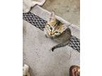 Adopt Sesame a American Shorthair, Tabby