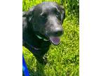 Adopt Sonny a Labrador Retriever, Mixed Breed