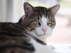 Adopt Guiness a Domestic Short Hair