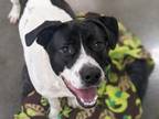 Adopt Chad a Pit Bull Terrier, Pointer