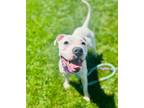 Adopt Seven a Mixed Breed