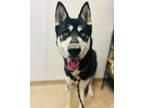 Adopt Moon a Siberian Husky, Mixed Breed