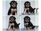 Shorkie Tzu PUPPY FOR SALE ADN-775963 - Teddy bear shorkie