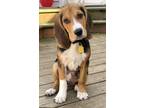 Adopt Boudreaux a Beagle