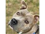 Adopt Freddie a Pit Bull Terrier