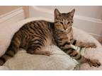 Adopt Noah a Domestic Short Hair