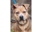 Adopt Max a Pit Bull Terrier