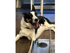 Adopt Zeus a Border Collie