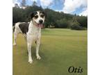 Adopt Otis a Hound