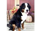 Adopt DEXTER a Bernese Mountain Dog