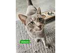 Adopt Simon a Tabby