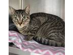 Adopt Tigre a Domestic Short Hair