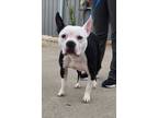 Adopt Stryker a Boston Terrier, Mixed Breed
