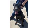 Adopt Milo a Labrador Retriever, Plott Hound