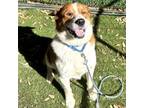 Adopt Braveheart a Border Collie, Great Pyrenees