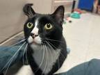 Adopt Tuxie a Domestic Short Hair