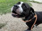 Adopt Reese a Pit Bull Terrier, Mixed Breed