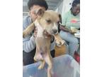 Adopt Popeye a Pit Bull Terrier, Mixed Breed